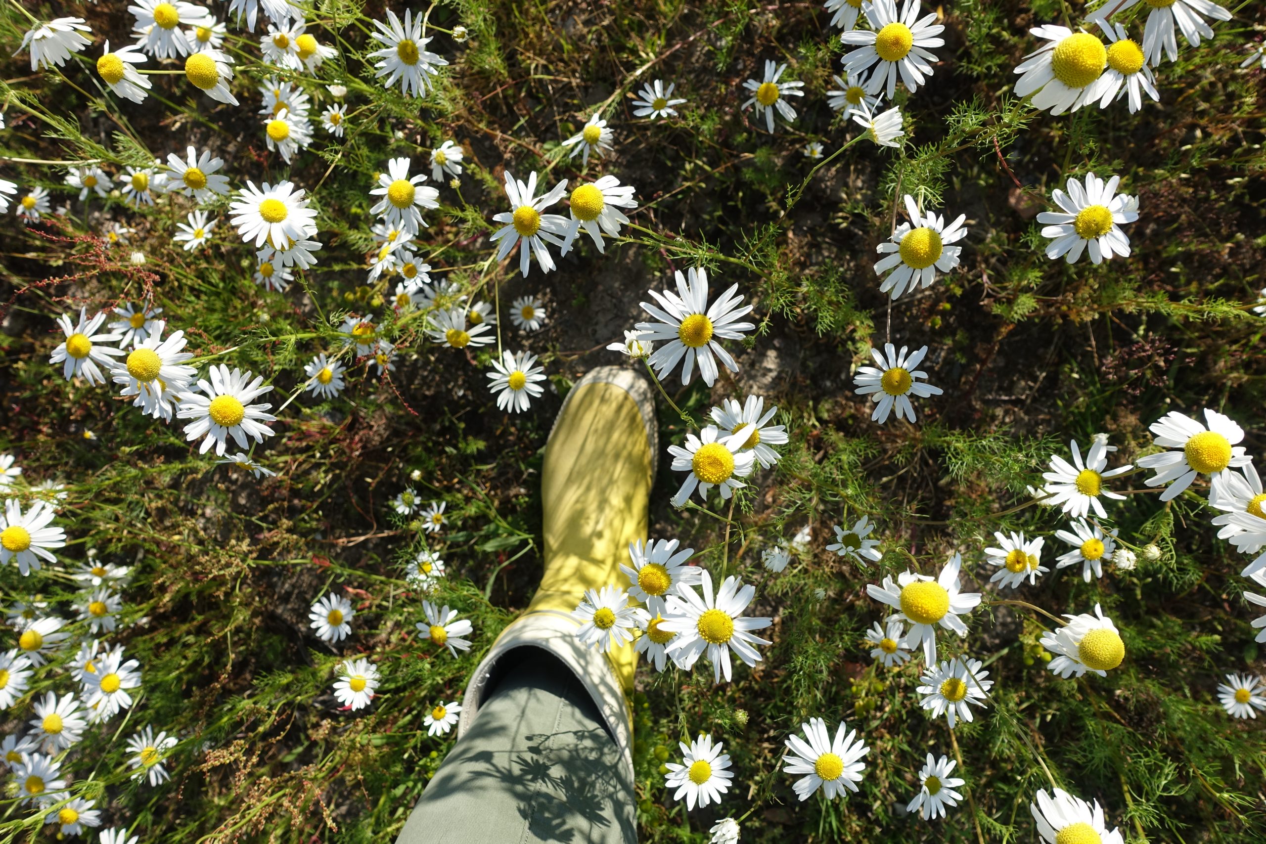 Kumisaapas astuu päivänkakkaraniitylle.